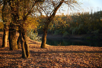 beautiful trees in the autumn forest,bright sunlight at sunset