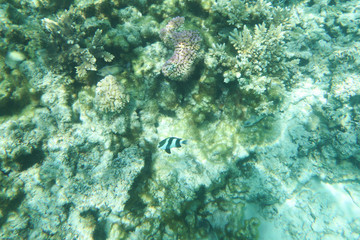 Seaweed fish and sun underwater green background
