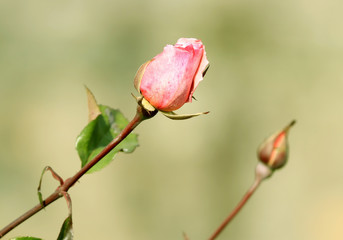 pink rose with a dimmed green background