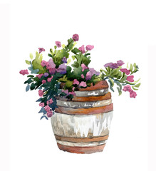 Garden wooden barrel in which pink flowers grow on a white background. Landscape design in the style of Provence. Watercolor illustration