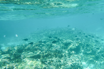 Fototapeta na wymiar landscape ecosystem of the ocean green life algae underwater