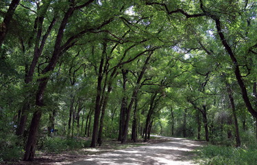 Obraz premium Scenic trail in Mayfield park, Austin, Texas