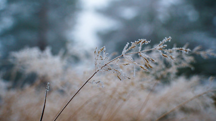 Hay with crystals of hoarfrost