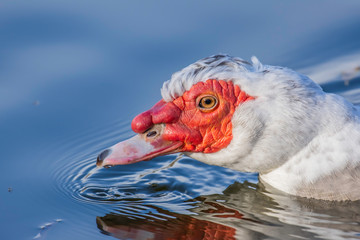 Muscovy duck swimming in pond.