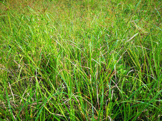 Wild grass on marshland or swamp area.