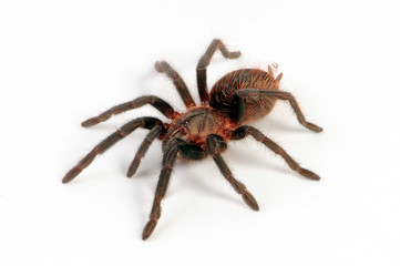 Schwarzrote Vogelspinne (Brachypelma vagans) - Mexican red rump