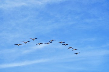 Wild goose formation