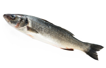 Fototapeta premium Sea bass fish isolated on white background. Dicentrarchus labrax
