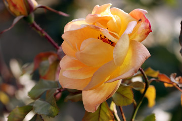 beautiful pinkish rose in a garden