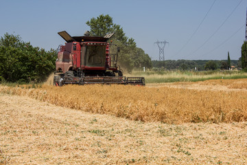 Fototapeta premium récolte champ de pois