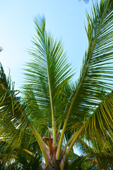 Obraz premium palm, tree, sky, tropical, coconut, beach, palm tree, nature, green, blue, summer, trees, island, palms, vacation, caribbean, sun, leaf, travel, palmtree, plant, palm trees, blue sky, exotic, holiday