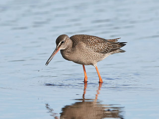 Spotted redshank (Tringa erythropus)