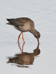 Spotted redshank (Tringa erythropus)