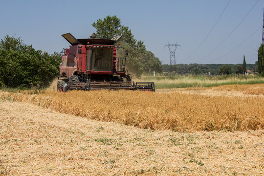 r&eacute;colte champ de pois
