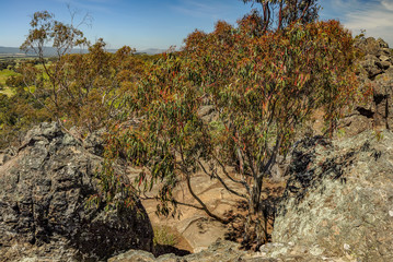 Naklejka premium Hanging rock-a mystical place in Australia, Victoria