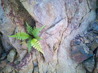 Stone pattern and texture with plant in the middle.