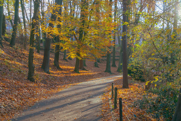 Autumn colors and road in mystique forest 