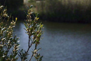 tree in water