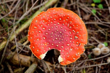 Close-up of toadstool red in the forrest