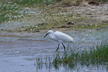 Little egret (Egretta garzetta)