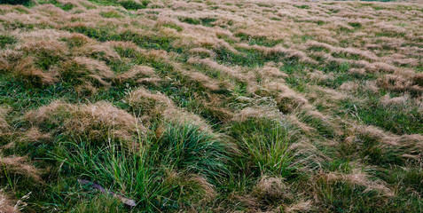 grass on Mount Hoverla