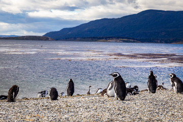 Manchots pingouins de Patagonie en Argentine voyage Ushua&iuml;a
