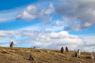 Manchots de Patagonie en Argentine voyage Ushuaïa Antartique