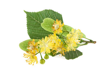 Fresh flowers and leaves of linden isolated on white background