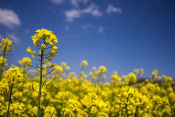 champ de colza en fleur