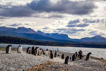 Manchots de Patagonie en Argentine voyage Ushua&iuml;a