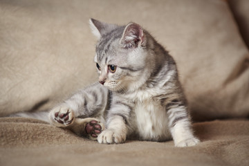 Fototapeta na wymiar Little grey scottish straight kitten is sitting in a cozy pillows on the sofa.