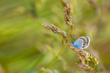 Beatiful butterfly in nature, close up photo.