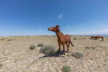Wild Horses in Colorado in Summer