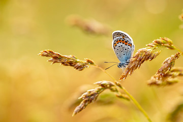 Beatiful butterfly in nature, close up photo.