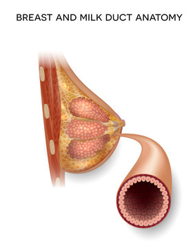 Female Breast And Normal Milk Duct