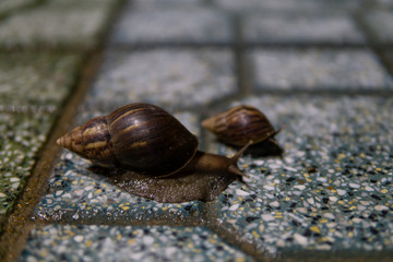 Big snail in shell crawling on road