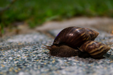Big snail in shell crawling on road