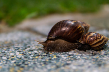 Big snail in shell crawling on road