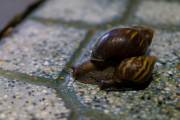 Big snail in shell crawling on road