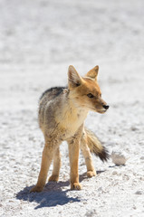 Chile's Andean fox, Atacama desert