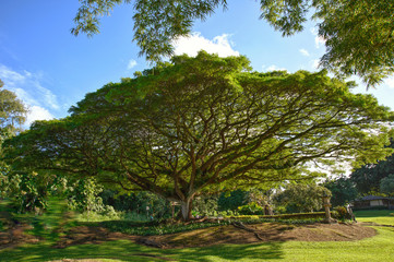 Fototapeta na wymiar Hawaii Banyan Tree