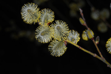 flowering willow