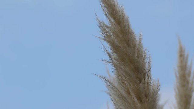 Ziergras Pampagras bewegt sich im Wind gegen blauen Himmel