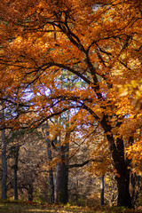 Golden yellow foliage 