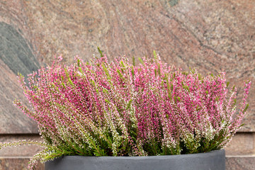Close up Wild white and pink heather, outdoors macro
