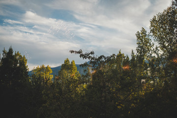 sunset in the forest