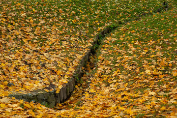 Yellow autumn tree leafs on the green grass