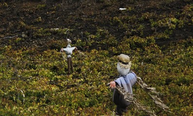 espantapajaros cuidando la granja