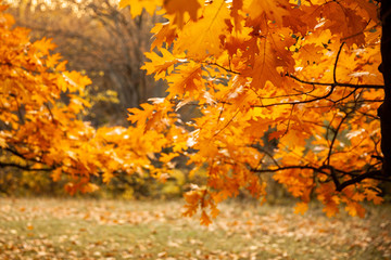 Golden yellow foliage 