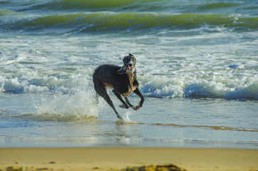 silken windhound running on the beach